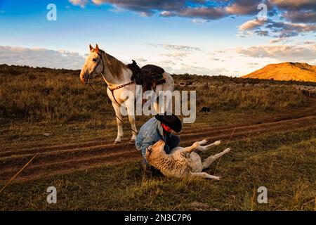 Edgar Oscanoa, ein peruanischer Schäferhund, reitet Dot (ein adoptierter Mustang), der Schafe in Upper Gully mit Hilfe von Grenzkollies und Wachhunden nachzieht... Stockfoto