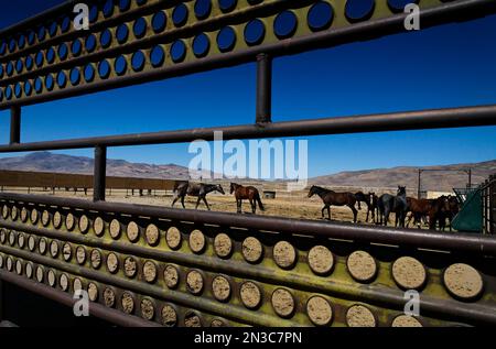 Sehen Sie durch einen Zaun wilder Pferde in einer Einrichtung, in der sie bis zur Adoption gepflegt werden; Nevada, Vereinigte Staaten von Amerika Stockfoto