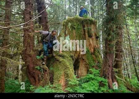 Wissenschaftler klettern auf gigantische Baumstümpfe, die vor Jahren geschnitten wurden, während sie durch die Überreste des alten Waldes wandern Stockfoto