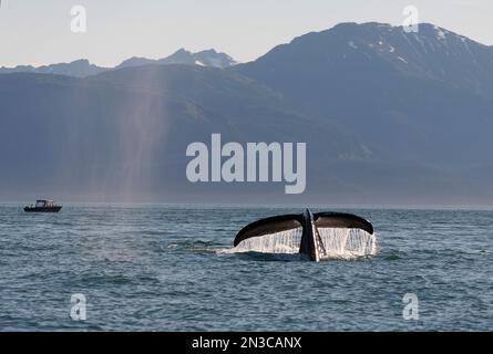 Ein Buckelwal (Megaptera novaeangliae) taucht auf und taucht in die Stephens Passage, während ein Boot in den Hintergrund blickt. Studien zeigen, dass der Humpba... Stockfoto