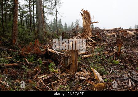 Zerfetzelte Überreste von Bäumen sind die Beute, die nach einem klaren Waldschnitt auf Prince of Wales Island im Tongass National Forest hinterlassen wurden. Das größte und... Stockfoto