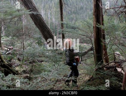 Blick von hinten auf einen holzfaller, der allein in den Wäldern von Winter Harbor auf Prince of Wales Island arbeitet. Es ist gefährliche Arbeit und Schnitte sind ... Stockfoto