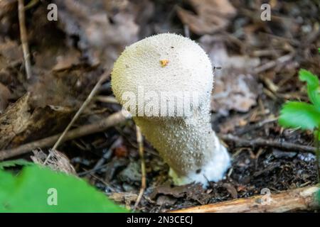 Lycoperdon perlatum, im Volksmund bekannt als der gewöhnliche Puffball, der warted Puffball, der mit Edelsteinen besetzte Puffball, die Wolfskerze oder der Teufelsschnupfkasten, ist eine Art Stockfoto