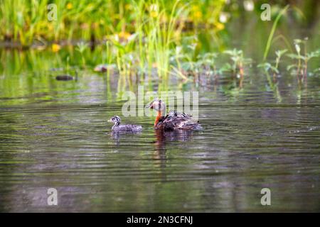 Horned Grebe (Podiceps auritus) mit drei Küken, die auf dem Rücken reiten, mit einer anderen Küken, die vor einem Teich an der University of Alaska Fai schwimmen... Stockfoto