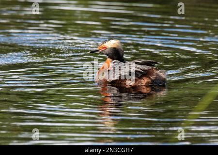 Horned Grebe (Podiceps auritus) mit einem Mädchen auf dem Rücken, das in einem Teich auf dem Campus der University of Alaska Fairbanks schwimmt Stockfoto