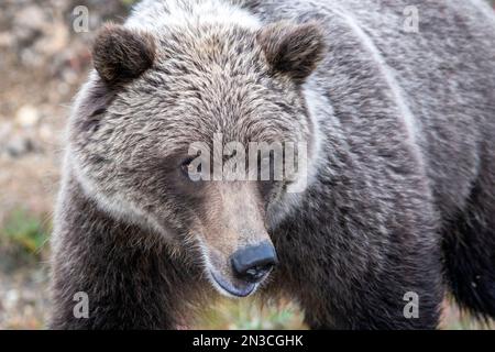Nahaufnahme eines Grizzlybären (Ursus arctos horribilis) im Denali National Park and Preserve; Alaska, USA Stockfoto