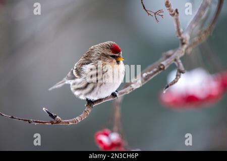 Common Redpoll (Acanthis flammea) stand auf einer Niederlassung; Fairbanks, Alaska, Vereinigte Staaten von Amerika Stockfoto