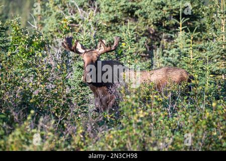 Junge Bullenelche (Alces alces) in hohen Weiden am Richardson Highway südlich von Delta Junction; Alaska, Vereinigte Staaten von Amerika Stockfoto