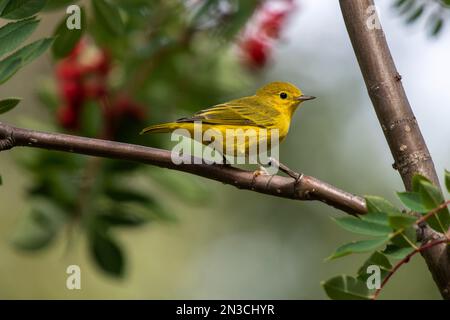 Wilson's Warbler (Cardellina pusilla) thront in einer Mountain Ash Tree (Sorbus aucuparia); Fairbanks, Alaska, Vereinigte Staaten von Amerika Stockfoto