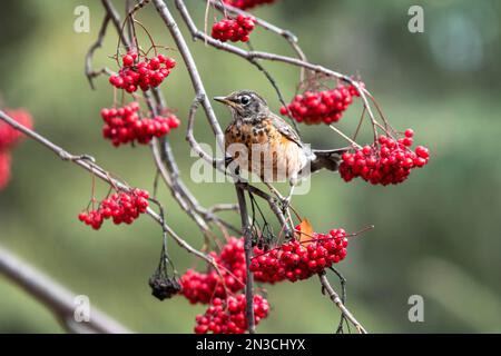 Nahaufnahme eines Amerikanischen Robins (Turdus migratorius), umgeben von Haufen hellroter Bergaschbeeren Stockfoto