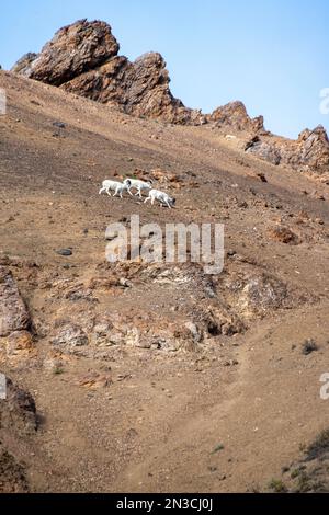 Dall Sheep (Ovis dalli), die einen felsigen Berghang hinunterlaufen; Denali National Park & Preserve, Interior Alaska, Alaska, Vereinigte Staaten von Amerika Stockfoto