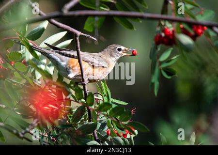 Nahaufnahme eines Amerikanischen Robins (Turdus migratorius), der in einer Esche thront und eine helle rote Beere im Mund hat Stockfoto