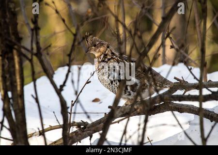 Ruffed Grouse (Bonasa umbellus) versteckt sich im Winter in Sträuchern; Fairbanks, Alaska, Vereinigte Staaten von Amerika Stockfoto