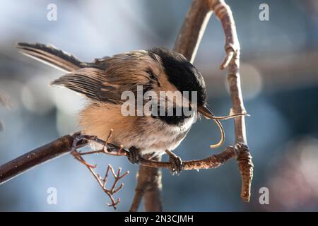 Nahaufnahme einer Schwarzkappenkickadee (Poecile atricapillus) mit grob deformiertem Schnabel infolge einer aviären Keratin-Störung Stockfoto