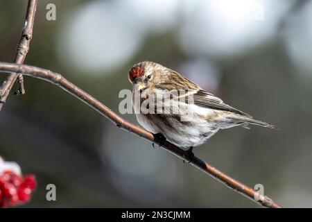 Nahaufnahme eines Common Redpoll (Acanthis Flammea), der auf einem Zweig thront und in die Kamera blickt; Fairbanks, Alaska, Vereinigte Staaten von Amerika Stockfoto