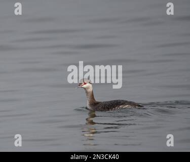 Ein Hörner-Gier in nicht-Zuchtgefieber. Stockfoto
