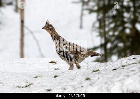 Ruffed Grouse (Bonasa umbellus), der im Winter über eine Schneebank stolpert; Fairbanks, Alaska, Vereinigte Staaten von Amerika Stockfoto