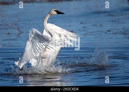 Trompeter Swan (Cygnus Buccinator) schlägt mit den Flügeln und plätschert im flachen Wasser im Creamer's Field Migratory Waterfowl Refuge Stockfoto