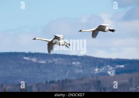 Zwei Trompeterschwäne (Cygnus Buccinator) fliegen über Creamer's Field Migratory Waterfowl Refuge; Fairbanks, Alaska, Vereinigte Staaten von Amerika Stockfoto