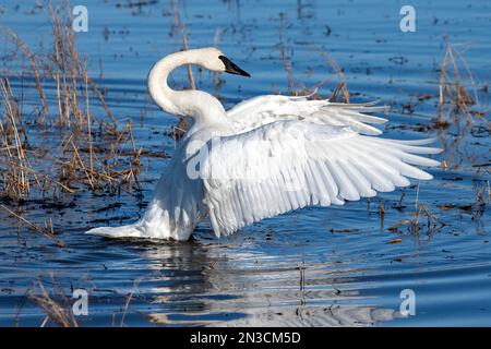 Trompeter Swan (Cygnus Buccinator) schlägt mit den Flügeln, während er im flachen Wasser im Creamer's Field Migratory Waterfowl Refuge steht Stockfoto