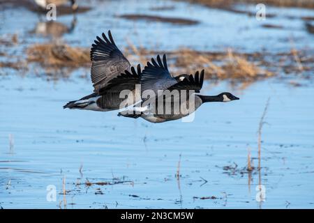 Kanadiengänse (Branta canadensis) fliegen tief über Wasser im Creamer's Field Migratory Waterfowl Refuge; Fairbanks, Alaska, Vereinigte Staaten von Amerika Stockfoto