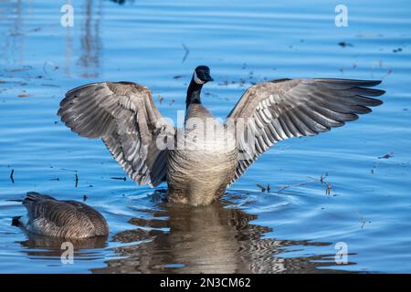 Die Kanadische Gänse (Branta canadensis) schlägt mit den Flügeln, während sie im flachen Wasser im Creamer's Field Migratory Waterfowl Refuge steht Stockfoto