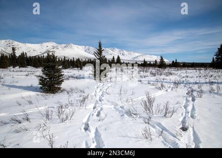 Elche (Alces alces) Trails im späten Winterschnee am Mountain Vista; Denali National Park & Preserve, Interior Alaska, Alaska, Vereinigte Staaten von Amerika Stockfoto