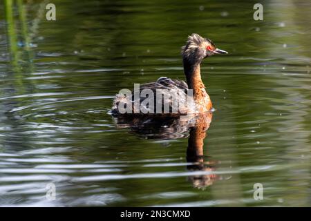 Horned Grebe (Podiceps auritus) mit einem Mädchen auf dem Rücken, das in einem Teich auf dem Campus der University of Alaska Fairbanks schwimmt Stockfoto