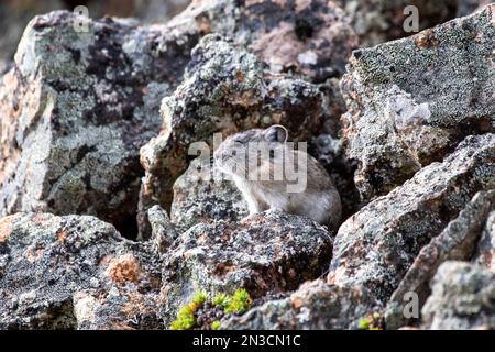 Nahaufnahme einer Collared Pika (Ochotona collaris) in Flechtenbedeckten Felsen Stockfoto