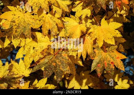 Nahaufnahme gesprenkelter gelber Ahornblätter (Acer) auf einem Baum; Sitka, Alaska, Vereinigte Staaten von Amerika Stockfoto