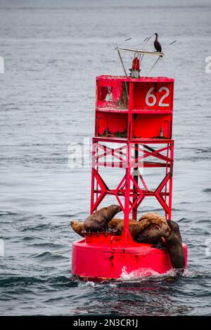 Kormoran (Phalacrocoracidae) und Seelöwen (Otariinae) auf einer Navigationsboje bei Sitka; Sitka, Alaska, Vereinigte Staaten von Amerika Stockfoto