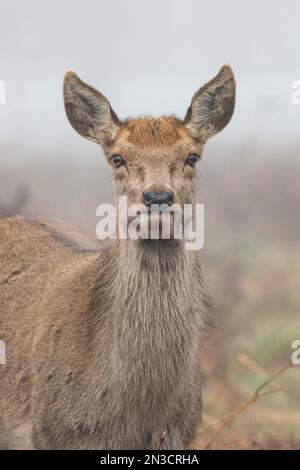 Weibliches Reh starrt in die Kamera Stockfoto