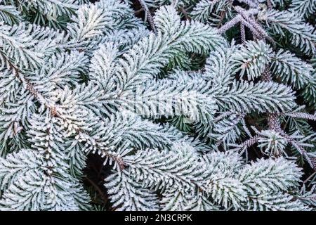 Nahaufnahme von Frost auf immergrünen Baumnadeln; Sitka, Alaska, Vereinigte Staaten von Amerika Stockfoto