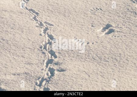 Nahaufnahme von Spuren und Schneemustern im Sonnenlicht; Sitka, Alaska, Vereinigte Staaten von Amerika Stockfoto