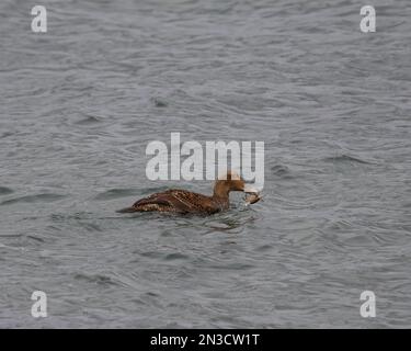 Eine Frau, die eine Krabbe isst. Stockfoto