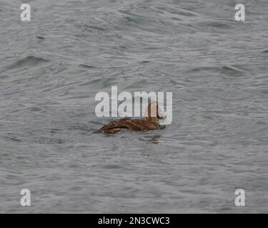 Eine Frau, die eine Krabbe isst. Stockfoto