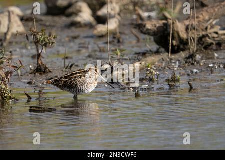 Wilsons Schnepfe waten im flachen Wasser eines Sumpfes. Stockfoto