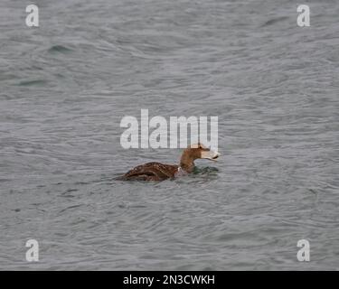 Eine Frau, die eine Krabbe isst. Stockfoto