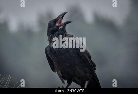 Alaska Raven (Corvus corax) ruft in die Wildnis Alaskas. Der Alaska Rabe ist das ganze Jahr über ansässig und nistet von der Halbinsel Seward und Bro... Stockfoto