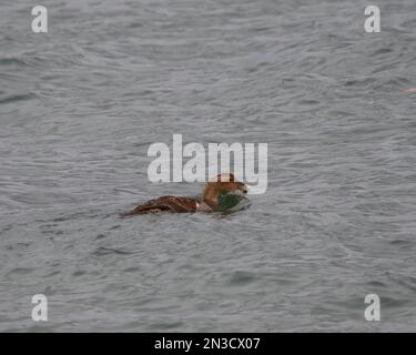 Eine Frau, die eine Krabbe isst. Stockfoto