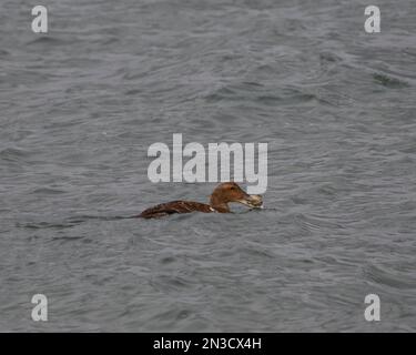 Eine Frau, die eine Krabbe isst. Stockfoto