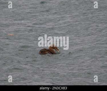Eine Frau, die eine Krabbe isst. Stockfoto