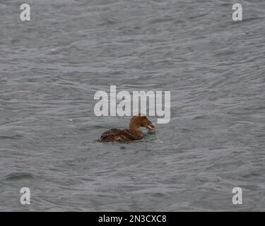Eine Frau, die eine Krabbe isst. Stockfoto
