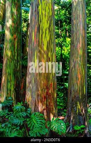 Regenbogen-Eukalyptusbäume (Eucalyptus deglupta) in einem hawaiianischen Regenwald; Maui, Hawaii, Vereinigte Staaten von Amerika Stockfoto