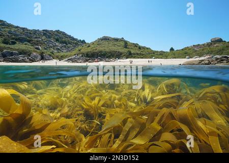 Spanien Atlantikküste Strand im Sommer mit Seetang im Meer, geteilter Blick über und unter der Wasseroberfläche, Galicien, Rias Baixas, Aldan Stockfoto