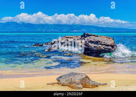 Hawaiianische grüne Meeresschildkröte (Chelonia mydas), die am Sandstrand von Kaanapali Beach in Lahania landet, mit der Insel Molokai im Hintergrund Stockfoto