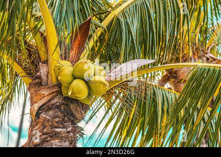 Nahaufnahme von Kokosnüssen und Palmenfronden auf einer Kokospalme (Cocos nucifera); Maui, Hawaii, Vereinigte Staaten von Amerika Stockfoto