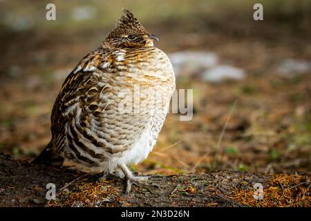 Unter einer Kiefer in einem Nationalpark ruhende Muschelhühner. Stockfoto