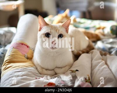 Mitzie, die Flammenspitze Siamesen, chillt zu Hause Stockfoto