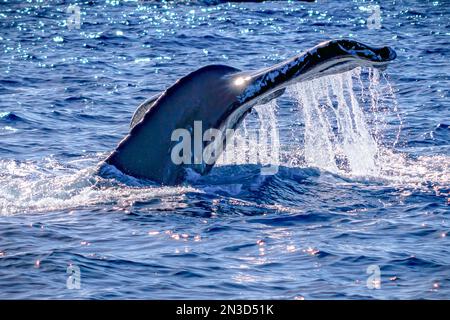 Nahaufnahme des Sonnenlichts, das vom Schwanz eines Wals (Cetacea) im Pazifischen Ozean reflektiert wird und Wasser vom flussufer fließt Stockfoto